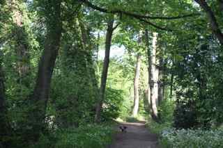 woodland at Deepdale