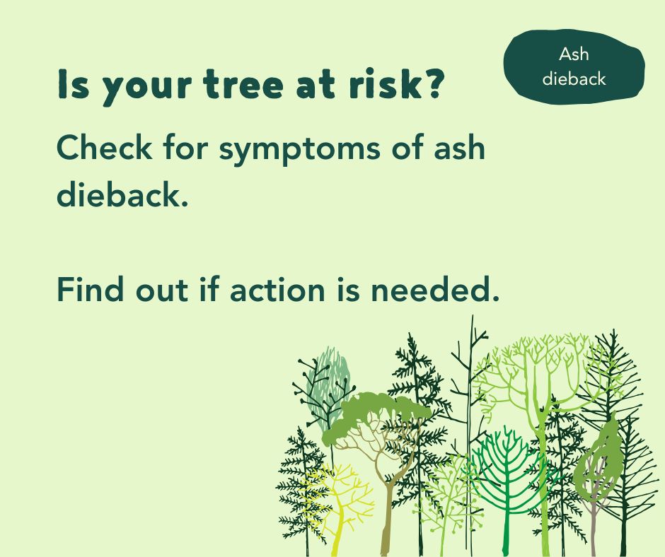 Ash Dieback 